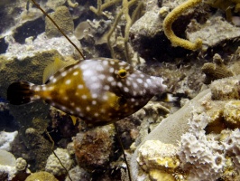 IMG 4046 Whitespotted Filefish